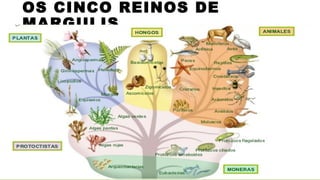 OS CINCO REINOS DE
MARGULIS
 