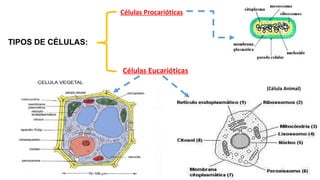 TIPOS DE CÉLULAS:
Células Procarióticas
Células Eucarióticas
(Célula Animal)
 