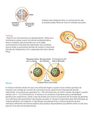 Anáfase fase deslocamento os cromossomos são
arrastados pelas fibras do fuso em direção aos polos
Telófase
- fase fim os cromossomos se desespiralizam. Refaz-se a
membrana nuclear a partir do retículo endoplasmático;
Novos nucléolos são produzidos por uma região
cromossômica chamada de organizador dos nucléolos.
Ocorre então a cariocinese (divisão do núcleo) e citocinese
(divisão do citoplasma) com a separação das duas células
filhas.
Meiose
A meiose é divisão celular em que uma célula dá origem a quatro novas células (produto da
meiose) com metade do número de cromossomos da célula inicial (chamada de divisão
reducional). Uma célula que apresenta 2n = 46 cromossomos, ao sofrer meiose, dá origem a quatro
células com n = 23 cromossomos. A meiose é um processo importante para a variabilidade
genética dos organismos, sendo o tipo de divisão que ocorre no processo de formação de gametas
nos indivíduos que apresentam reprodução sexuada. A meiose é responsável pela diversificação do
material genético nas espécies. A reprodução sexuada permite a mistura de genes de dois
indivíduos diferentes da mesma espécie para produzir descendentes que diferem entre si e de seus
pais em uma série de características.
 
