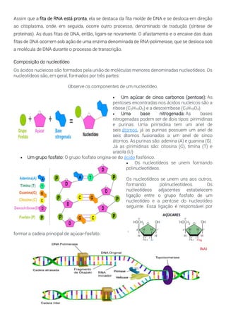 Assim que a fita de RNA está pronta, ela se destaca da fita molde de DNA e se desloca em direção
ao citoplasma, onde, em seguida, ocorre outro processo, denominado de tradução (síntese de
proteínas). As duas fitas de DNA, então, ligam-se novamente. O afastamento e o encaixe das duas
fitas de DNA ocorrem sob ação de uma enzima denominada de RNA-polimerase, que se desloca sob
a molécula de DNA durante o processo de transcrição.
Composição do nucleotídeo
Os ácidos nucleicos são formados pela união de moléculas menores denominadas nucleotídeos. Os
nucleotídeos são, em geral, formados por três partes:
Observe os componentes de um nucleotídeo.
• Um açúcar de cinco carbonos (pentose): As
pentoses encontradas nos ácidos nucleicos são a
ribose (C5H10O5) e a desoxirribose (C5H10O4).
• Uma base nitrogenada: As bases
nitrogenadas podem ser de dois tipos: pirimidinas
e purinas. Uma pirimidina tem um anel de
seis átomos, já as purinas possuem um anel de
seis átomos fusionados a um anel de cinco
átomos. As purinas são: adenina (A) e guanina (G).
Já as pirimidinas são: citosina (C), timina (T) e
uracila (U)
• Um grupo fosfato: O grupo fosfato origina-se do ácido fosfórico.
• Os nucleotídeos se unem formando
polinucleotídeos.
Os nucleotídeos se unem uns aos outros,
formando polinucleotídeos. Os
nucleotídeos adjacentes estabelecem
ligação entre o grupo fosfato de um
nucleotídeo e a pentose do nucleotídeo
seguinte. Essa ligação é responsável por
formar a cadeia principal de açúcar-fosfato.
 