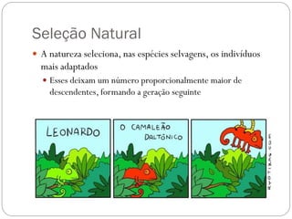 Seleção Natural
 A natureza seleciona, nas espécies selvagens, os indivíduos
mais adaptados
 Esses deixam um número proporcionalmente maior de
descendentes, formando a geração seguinte
 