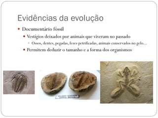 Evidências da evolução
 Documentário fóssil
 Vestígios deixados por animais que viveram no passado
 Ossos, dentes, pegadas, fezes petrificadas, animais conservados no gelo...
 Permitem deduzir o tamanho e a forma dos organismos
 