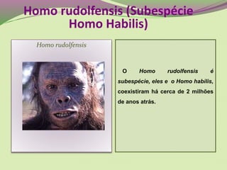 Homo rudolfensis
O Homo rudolfensis é
subespécie, eles e o Homo habilis,
coexistiram há cerca de 2 milhões
de anos atrás.
Homo rudolfensis (Subespécie
Homo Habilis)
 