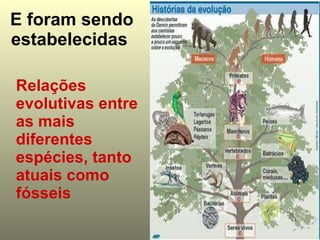 E foram sendo estabelecidas   Relações evolutivas entre as mais diferentes espécies, tanto atuais como fósseis 