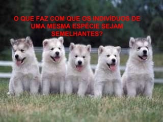 O QUE FAZ COM QUE OS INDIVÍDUOS DE UMA MESMA ESPÉCIE SEJAM SEMELHANTES? 