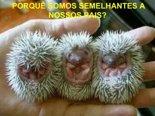 PORQUÊ SOMOS SEMELHANTES A NOSSOS PAIS? 