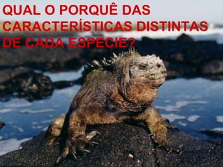 QUAL O PORQUÊ DAS CARACTERÍSTICAS   DISTINTAS DE   CADA ESPÉCIE? 