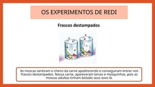 OS EXPERIMENTOS DE REDI
As moscas sentiram o cheiro da carne apodrecendo e conseguiram entrar nos
frascos destampados. Nessa carne, apareceram larvas e mosquinhas, pois as
moscas adultas tinham botado seus ovos lá.
 