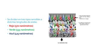 • Se dividen en tres tipos sensibles a
distintas longitudes de ondas:
• Rojo (570 nanómetros)
• Verde (535 nanómetros)
• Azul (425 nanómetros)
 