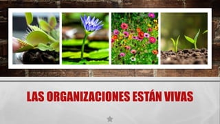 LAS ORGANIZACIONES ESTÁN VIVAS
 