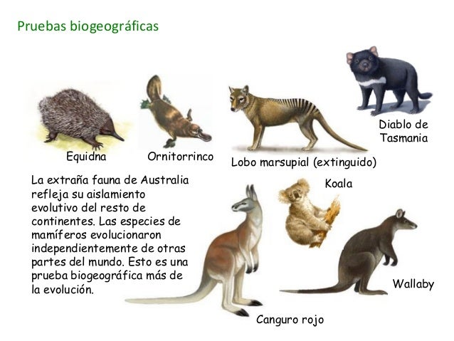 Teoria de la evolucion