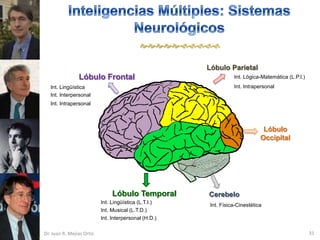 

                                                       Lóbulo Parietal
                Lóbulo Frontal                                    Int. Lógica-Matemática (L.P.I.)
   Int. Lingüística                                               Int. Intrapersonal
   Int. Interpersonal
   Int. Intrapersonal



                                                                               Lóbulo
                                                                              Occipital




                                Lóbulo Temporal        Cerebelo
                           Int. Lingüística (L.T.I.)
                                                        Int. Física-Cinestética
                           Int. Musical (L.T.D.)
                           Int. Interpersonal (H.D.)

Dr. Juan R. Mejías Ortiz                                                                            31
 