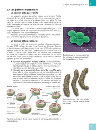 El origen del universo y de la vida   1
3.7 Los primeros organismos
       La primera célula procariota
      Las rocas más antiguas que se han hallado son el gneis de Acasta
(Canadá), de hace 4 030 millones de años. Estas rocas muestran que en
esa época la superficie terrestre ya se había enfriado y era sólida. Por otra
parte, se han encontrado indicios de vida en las rocas sedimentarias de
Isua (Groenlandia) y fósiles de bacterias de hace 3 500 millones de años
en Apex (Australia).
      Estos datos llevan a pensar que la evolución protobiológica, la cual
originó la primera célula, fue un proceso muy rápido que duró entre 200
y 500 millones de años, aproximadamente.
      Hasta que apareció la primera célula eucariota, la Tierra estuvo habi-
tada únicamente por organismos procariotas (bacterias).

       La primera célula eucariota
     Los primeros fósiles (no seguros del todo) de células eucariotas son
de hace 2 100 millones de años (mina Empire, en Míchigan, Estados
Unidos). Los primeros fósiles seguros son de hace 1 500 millones de años
(dolomía de Amelia, en Australia). Con estos datos se puede afirmar que                                                        1 µm
la evolución desde los procariotas hasta los primeros seres unicelulares
eucariotas fue un proceso muy lento que duró entre 1 400 y 2 300 millo-                            Las bacterias se encuentran entre
nes de años. Sobre cómo se origino la primera célula eucariota hay dos                             los primeros organismos procario-
hipótesis que no son excluyentes:                                                                  tas que poblaron la Tierra.
       N Hipótesis autógena de Taylor y Dobson. Al compartimentar-
         se una gran célula procariota mediante membranas se formaron
         algunos orgánulos de la célula eucariota (núcleo, retículo endo-
         plasmático, aparato de Golgi y vacuolas).
       N Hipótesis de la endosimbiosis en serie de Lynn Margulis.
         Según ella, la célula eucariota procede de una célula ancestral
         anaerobia que habría englobado varias células procariotas entre las
         que se habría establecido una relación de simbiosis. Cada una de
         estas se habría transformado en un orgánulo celular. Así, las ciano-
         bacterias originarían los cloroplastos; las bacterias aeróbicas, las
         mitocondrias; las bacterias espiroquetas, los cilios y los flagelos; etc.

Procariota ancestral                                           Incorporación de procariontes
                                                             fotosintéticos en algunas células
                       DNA



                                                        Mitocondrias
Membrana
plasmática                                                                                         Representación de microfósiles
 Invaginaciones                                                                                    hallados en 1992 en sílex en Apex
                                                                   Plástidos
en la membrana
                    Núcleo                                                                         (Australia).
      plasmática

Envoltura nuclear
                                                Eucarionte
                                           heterótrofo ancestral
Retículo
endoplasmático                      Célula con núcleo
                                    y un sistema de endomembranas              Eucarionte
                                                                         fotosintético ancestral

Hipótesis del origen de la célula eucariota por compartimentación y
endosimbiosis.


                                                                                                                                         25
 