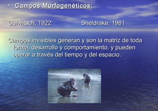 Campos Morfogenéticos:Campos Morfogenéticos:
Gurwitsch, 1922 Sheldrake, 1981Gurwitsch, 1922 Sheldrake, 1981
Campos invisibles generan y son la matriz de todaCampos invisibles generan y son la matriz de toda
forma, desarrollo y comportamiento, y puedenforma, desarrollo y comportamiento, y pueden
operar a través del tiempo y del espacio.operar a través del tiempo y del espacio.
 