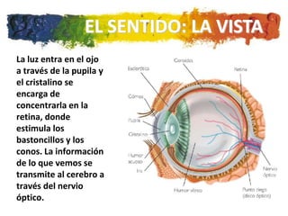 EL SENTIDO: LA VISTA
La luz entra en el ojo
a través de la pupila y
el cristalino se
encarga de
concentrarla en la
retina, donde
estimula los
bastoncillos y los
conos. La información
de lo que vemos se
transmite al cerebro a
través del nervio
óptico.
 