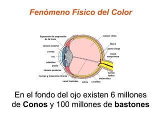 Fenómeno Físico del Color En el fondo del ojo existen 6 millones de  Conos  y 100 millones de  bastones 