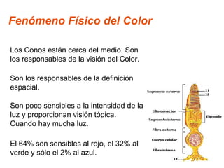 Fenómeno Físico del Color Los Conos están cerca del medio. Son los responsables de la visión del Color. Son los responsables de la definición espacial. Son poco sensibles a la intensidad de la luz y proporcionan visión tópica. Cuando hay mucha luz. El 64% son sensibles al rojo, el 32% al verde y sólo el 2% al azul. 