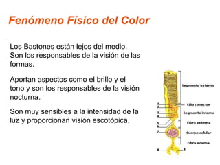 Fenómeno Físico del Color Los Bastones están lejos del medio. Son los responsables de la visión de las formas. Aportan aspectos como el brillo y el tono y son los responsables de la visión nocturna. Son muy sensibles a la intensidad de la luz y proporcionan visión escotópica. 