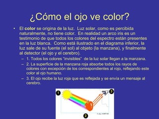 ¿Cómo el ojo ve color? El  color  se origina de la luz.  Luz solar, como es percibida naturalmente, no tiene color.  En realidad un arco iris es un testimonio de que todos los colores del espectro están presentes en la luz blanca.  Como está ilustrado en el diagrama inferior, la luz sale de su fuente (el sol) al objeto (la manzana), y finalmente al detector (el ojo y el cerebro). 1. Todos los colores “invisibles”  de la luz solar llegan a la manzana. 2. La superficie de la manzana roja absorbe todos los rayos de colores con excepción de los correspondientes al rojo, reflejando este color al ojo humano. 3. El ojo recibe la luz roja que es reflejada y se envía un mensaje al cerebro.  