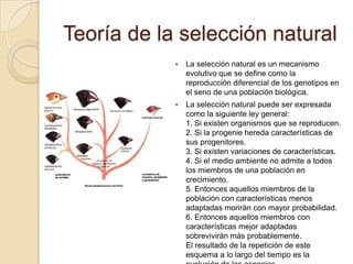 Teoría de la selección naturalLa selección natural es un mecanismo evolutivo que se define como la reproducción diferencial de los genotipos en el seno de una población biológica.La selección natural puede ser expresada como la siguiente ley general:1. Si existen organismos que se reproducen.2. Si la progenie hereda características de sus progenitores.3. Si existen variaciones de características. 4. Si el medio ambiente no admite a todos los miembros de una población en crecimiento.5. Entonces aquellos miembros de la población con características menos adaptadas morirán con mayor probabilidad.6. Entonces aquellos miembros con características mejor adaptadas sobrevivirán más probablemente.El resultado de la repetición de este esquema a lo largo del tiempo es la evolución de las especies.