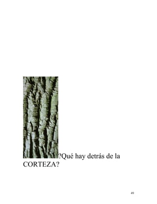 49
?Qué hay detrás de la
CORTEZA?
 