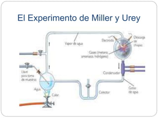 El Experimento de Miller y Urey
 