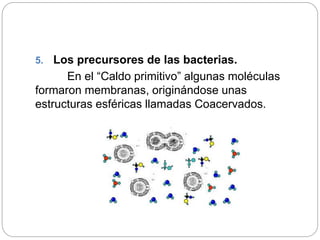 5. Los precursores de las bacterias.
En el “Caldo primitivo” algunas moléculas
formaron membranas, originándose unas
estructuras esféricas llamadas Coacervados.
 