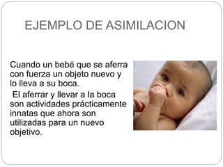 EJEMPLO DE ASIMILACION
Cuando un bebé que se aferra
con fuerza un objeto nuevo y
lo lleva a su boca.
El aferrar y llevar a la boca
son actividades prácticamente
innatas que ahora son
utilizadas para un nuevo
objetivo.
 