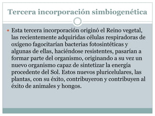 Tercera incorporación simbiogenética

 Esta tercera incorporación originó el Reino vegetal,
 las recientemente adquiridas células respiradoras de
 oxígeno fagocitarían bacterias fotosintéticas y
 algunas de ellas, haciéndose resistentes, pasarían a
 formar parte del organismo, originando a su vez un
 nuevo organismo capaz de sintetizar la energía
 procedente del Sol. Estos nuevos pluricelulares, las
 plantas, con su éxito, contribuyeron y contribuyen al
 éxito de animales y hongos.
 
