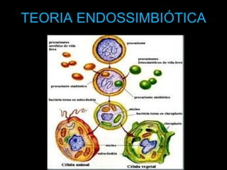 TEORIA ENDOSSIMBIÓTICA