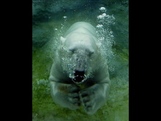 Teoria endossimbiótica