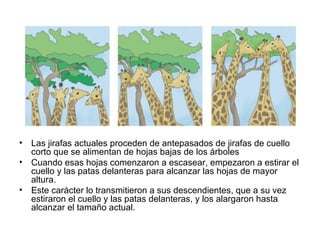 •   Las jirafas actuales proceden de antepasados de jirafas de cuello
    corto que se alimentan de hojas bajas de los árboles
•   Cuando esas hojas comenzaron a escasear, empezaron a estirar el
    cuello y las patas delanteras para alcanzar las hojas de mayor
    altura.
•   Este carácter lo transmitieron a sus descendientes, que a su vez
    estiraron el cuello y las patas delanteras, y los alargaron hasta
    alcanzar el tamaño actual.
 