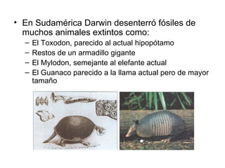 • En Sudamérica Darwin desenterró fósiles de
  muchos animales extintos como:
  –   El Toxodon, parecido al actual hipopótamo
  –   Restos de un armadillo gigante
  –   El Mylodon, semejante al elefante actual
  –   El Guanaco parecido a la llama actual pero de mayor
      tamaño
 