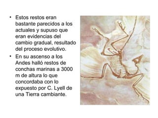 • Estos restos eran
  bastante parecidos a los
  actuales y supuso que
  eran evidencias del
  cambio gradual, resultado
  del proceso evolutivo.
• En su ascenso a los
  Andes halló restos de
  conchas marinas a 3000
  m de altura lo que
  concordaba con lo
  expuesto por C. Lyell de
  una Tierra cambiante.
 