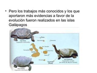 • Pero los trabajos más conocidos y los que
  aportaron más evidencias a favor de la
  evolución fueron realizados en las islas
  Galápagos
 