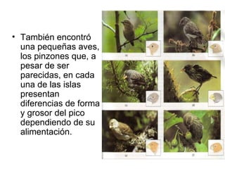 • También encontró
  una pequeñas aves,
  los pinzones que, a
  pesar de ser
  parecidas, en cada
  una de las islas
  presentan
  diferencias de forma
  y grosor del pico
  dependiendo de su
  alimentación.
 