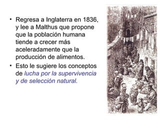 • Regresa a Inglaterra en 1836,
  y lee a Malthus que propone
  que la población humana
  tiende a crecer más
  aceleradamente que la
  producción de alimentos.
• Esto le sugiere los conceptos
  de lucha por la supervivencia
  y de selección natural.
 