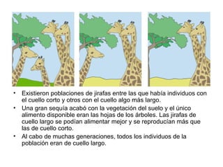 •   Existieron poblaciones de jirafas entre las que había individuos con
    el cuello corto y otros con el cuello algo más largo.
•   Una gran sequía acabó con la vegetación del suelo y el único
    alimento disponible eran las hojas de los árboles. Las jirafas de
    cuello largo se podían alimentar mejor y se reproducían más que
    las de cuello corto.
•   Al cabo de muchas generaciones, todos los individuos de la
    población eran de cuello largo.
 