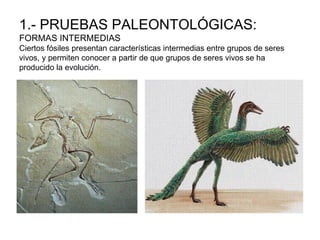 1.- PRUEBAS PALEONTOLÓGICAS:
FORMAS INTERMEDIAS
Ciertos fósiles presentan características intermedias entre grupos de seres
vivos, y permiten conocer a partir de que grupos de seres vivos se ha
producido la evolución.
 