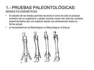 1.- PRUEBAS PALEONTOLÓGICAS:
SERIES FILOGENÉTICAS
•   El estudio de los fósiles permite reconstruir como ha sido el proceso
    evolutivo de un organismo y poder conocer como han sido los cambios
    experimentados por una especie desde sus antecesores hasta su
    forma actual.
•   a) Hyracotherium b) Mesohippus c) Merychippus d) Equus
 