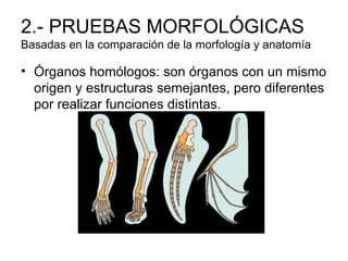2.- PRUEBAS MORFOLÓGICAS
Basadas en la comparación de la morfología y anatomía

• Órganos homólogos: son órganos con un mismo
  origen y estructuras semejantes, pero diferentes
  por realizar funciones distintas.
 