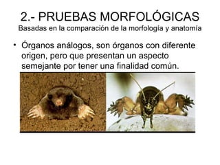 2.- PRUEBAS MORFOLÓGICAS
 Basadas en la comparación de la morfología y anatomía

• Órganos análogos, son órganos con diferente
  origen, pero que presentan un aspecto
  semejante por tener una finalidad común.
 
