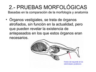 2.- PRUEBAS MORFOLÓGICAS
 Basadas en la comparación de la morfología y anatomía

• Órganos vestigiales, se trata de órganos
  atrofiados, sin función en la actualidad, pero
  que pueden revelar la existencia de
  antepasados en los que estos órganos eran
  necesarios.
 
