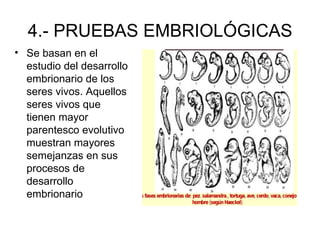 4.- PRUEBAS EMBRIOLÓGICAS
• Se basan en el
  estudio del desarrollo
  embrionario de los
  seres vivos. Aquellos
  seres vivos que
  tienen mayor
  parentesco evolutivo
  muestran mayores
  semejanzas en sus
  procesos de
  desarrollo
  embrionario
 