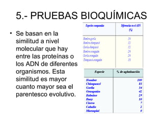 5.- PRUEBAS BIOQUÍMICAS
• Se basan en la
  similitud a nivel
  molecular que hay
  entre las proteínas o
  los ADN de diferentes
  organismos. Esta
  similitud es mayor
  cuanto mayor sea el
  parentesco evolutivo.
 