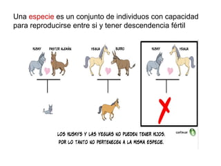 Una especie es un conjunto de individuos con capacidad
para reproducirse entre si y tener descendencia fértil
 