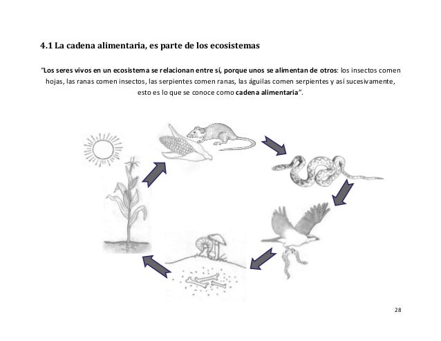 como se relacionan las cadenas y tramas alimentarias material didactico educaci 243 n ambiental para escuela shiroles como se relacionan las cadenas y tramas alimentarias material didactico educaci 243 n ambiental para escuela shiroles