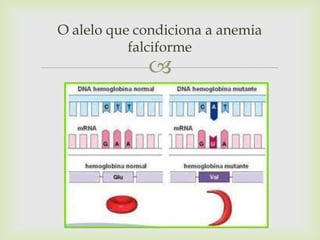 O alelo que condiciona a anemia
falciforme



 