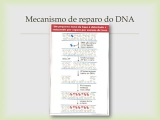 Mecanismo de reparo do DNA



 