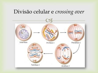 Divisão celular e crossing over



 